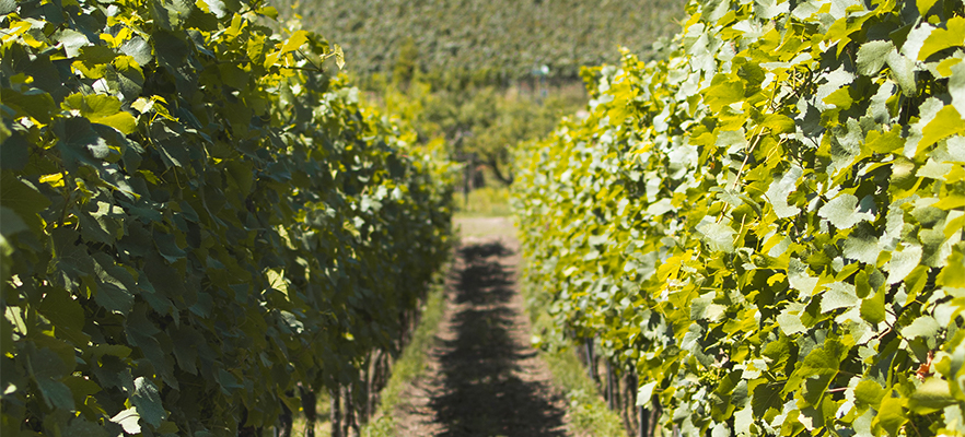Biking Prosecco Region